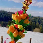 Tatry - Stacja Wierchowa 972 M