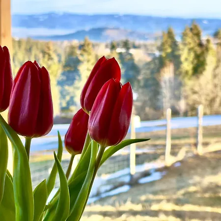 Tatry - Stacja Wierchowa 972 M ブジェギ